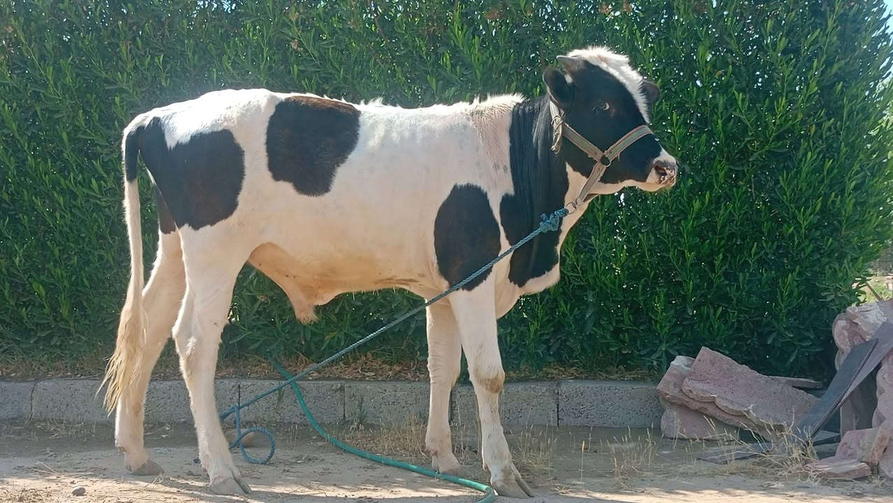 بسم ألله ما شاء الله
حولي هولشتاين مال ربط خشن فول 
عمر سنه و 4 اشهر عملاق مال بيت 
نصاحه اجل شرب على كل عيب 
وين الرباطه اليدورون حلال فول يسوه تعب 
المكان ناحية الزاب قريه اصبيح تحتاني 
الاتصال ***********
موجود توصيل حسب الاتفاق 
ما تعرف قيمه الحلال لا تعلق وتكسر مال العالم يرحم والديك

