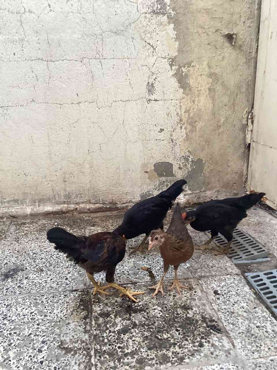 دجاجات للبيع عدد ٤ديج ودجاجه اسود كحل وديج ودجاجه شمسيات ملقحات صحاوه فول نجف حي الجمعيه السعر ٣٠ الف


**إذا كنت صاحب هذا الإعلان وتريد حذفه لأي سبب، رجاءا أرسل رسالة إلى الدعم الفني**