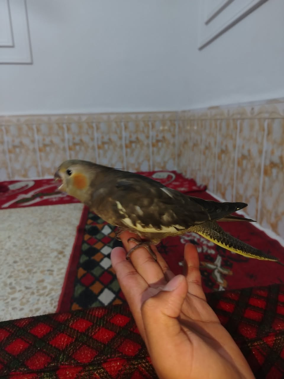سلام عليكم
كوكتيل للبيع اليف مخلف السعر خاص


**إذا كنت صاحب هذا الإعلان وتريد حذفه لأي سبب، رجاءا أرسل رسالة إلى الدعم الفني**