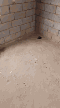 نعوميه • ٥٠٠م • ١٥دونم