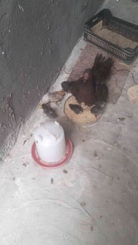 عندي دجاجه جواها ٩افراخ عمرهن ١٥يوم سعرها ٦٥٠٠٠ الي يتواصل وياي هذا 07...