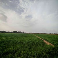 أرض زراعية • 30 دونم • نخيل جت