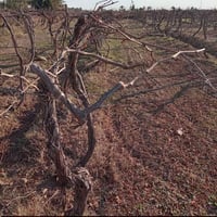 كادر جصّاص • الدجيل