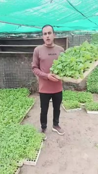 بذنجان سوري • طماطة فتيون • توصيل