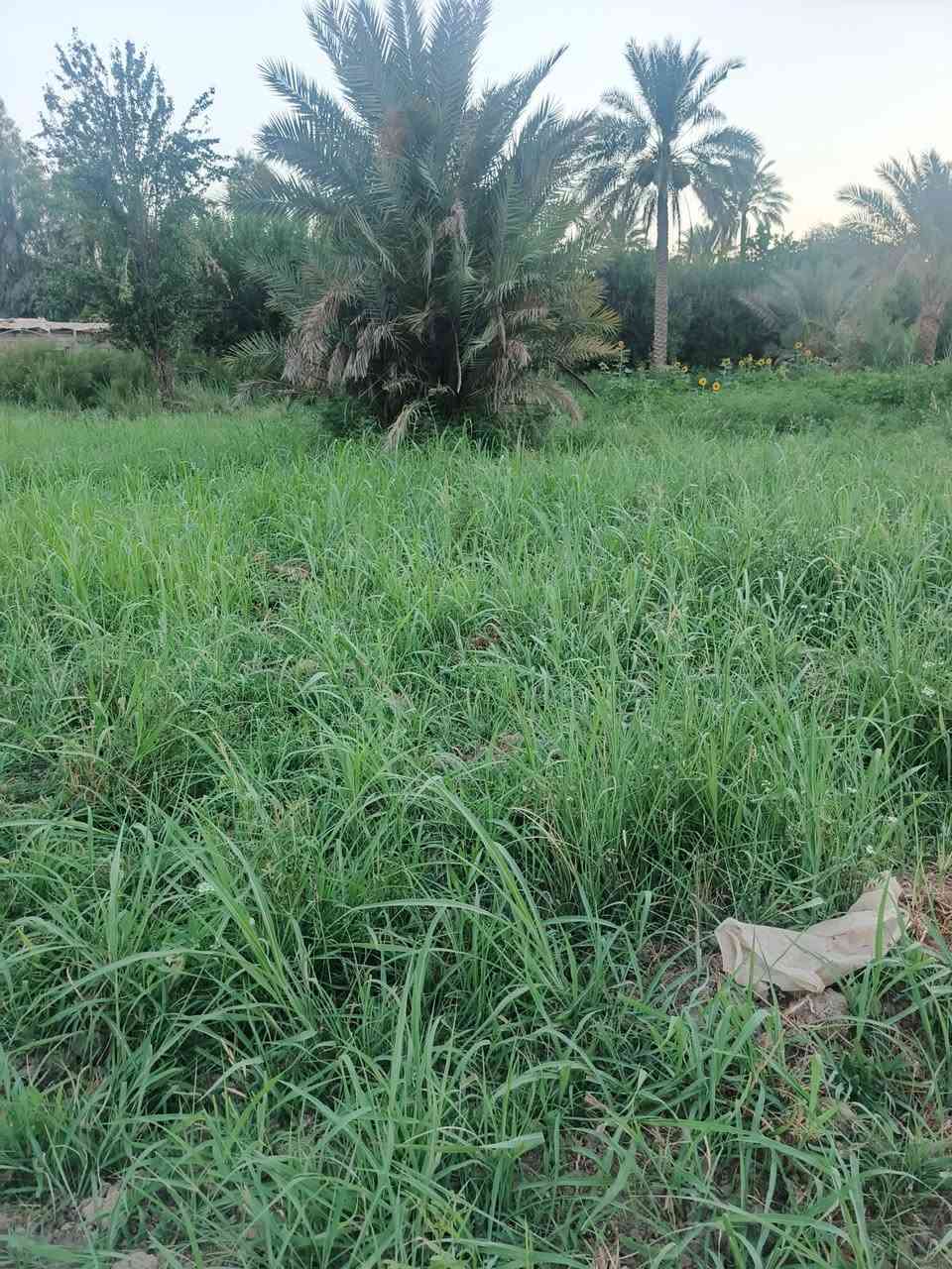 سلام عليكم للبيع دونم سند 25 تحويل مباشر بسم المشتري بغداد الراشدية قرية العراكنة تبعد عن ناحية ربع ساعة وعن شارع العام طريق بغداد كركوك 2 كيلو كهرباء ماء سقي ماء اساله تصلح سكن او مزرعة السعر 100وبي مجال للشراي ***********
