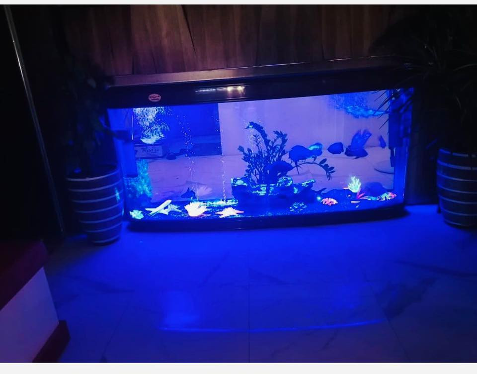 حوض اسماك للبيع 

طول  : 2 متر
عرض : 0.5 متر
ارتفاع : 1 متر

السعر : مليون 

للاستفسار  الاتصال: 
***********
