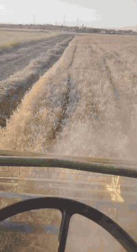 سلام عليكم حاصده جوندير للبيع موديل 81 معمل نص عمر محرك شرط لا نفخ ولا صرف استندر تواير نص عمر كير شرط وضع شركة سعر 12 مليون او بي مجال عنوان محافظة نينوى ناحية وانه هذا صاحب الحاصده ***********
