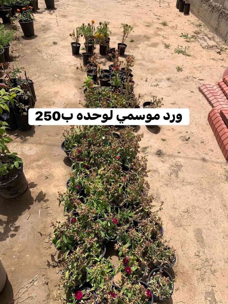 تفاصيل داخل صور


**إذا كنت صاحب هذا الإعلان وتريد حذفه لأي سبب، رجاءا أرسل رسالة إلى الدعم الفني**