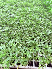 دايات • مخضر