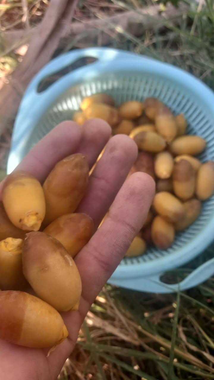 بسم الله وعلى بركه الله والله خير الرازقين السلام عليكم تمر استعمران حوي اليوم الكيلو ب ١٠ مكاني فلكه الماجديه  قرب مؤسسة عشاق الحسين   #ملاحظه تخابرني   واجيبهن الك  على الاتصال ومتوفر واتس *********** متوفر توصيل مناطق ميسان فقط
