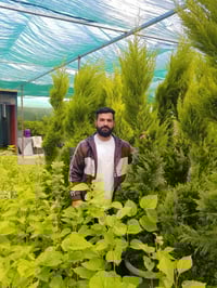 عفص عطري • عملاق • عفك قرب سيطرة حي اور