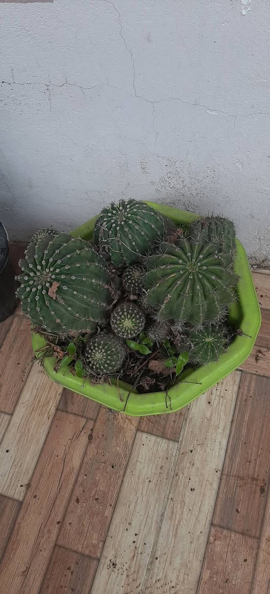 ئەم گوڵانە بۆفرۆشتن ڕانیە


**إذا كنت صاحب هذا الإعلان وتريد حذفه لأي سبب، رجاءا أرسل رسالة إلى الدعم الفني**