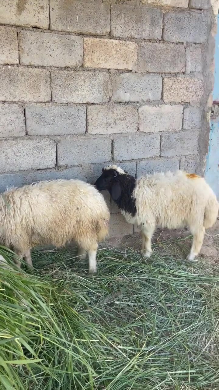 من رخصة الادمن المحترم 
الاستفسار على الارقام 
(***********)
(***********)
(***********)
مكاني طارمية ناحية المشاهدة 
يوجد توصيل@إشارة
