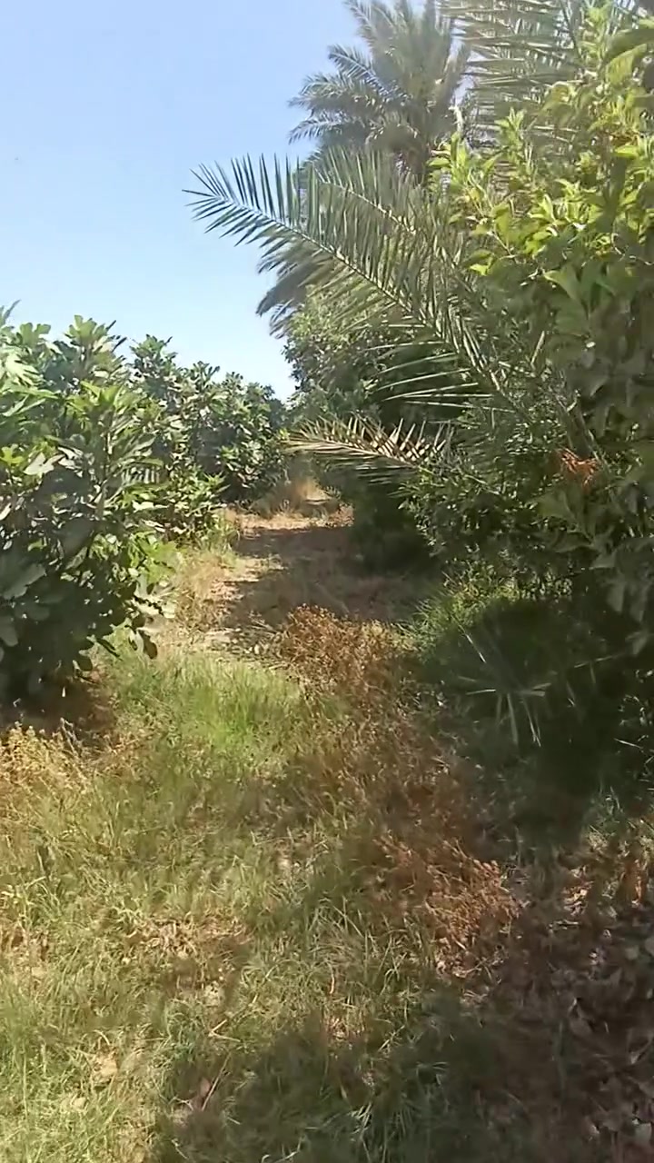 سلام عليكم مزرعه للبيع دونم ونص مسيجه مزروعه تين +تفاح +رمان +نخل+ مي سقي سيح +مي اسأله +كهرباء
مركز سيف سعد طهمازيه السعر 90 وبيها مجال بسيط

***********
