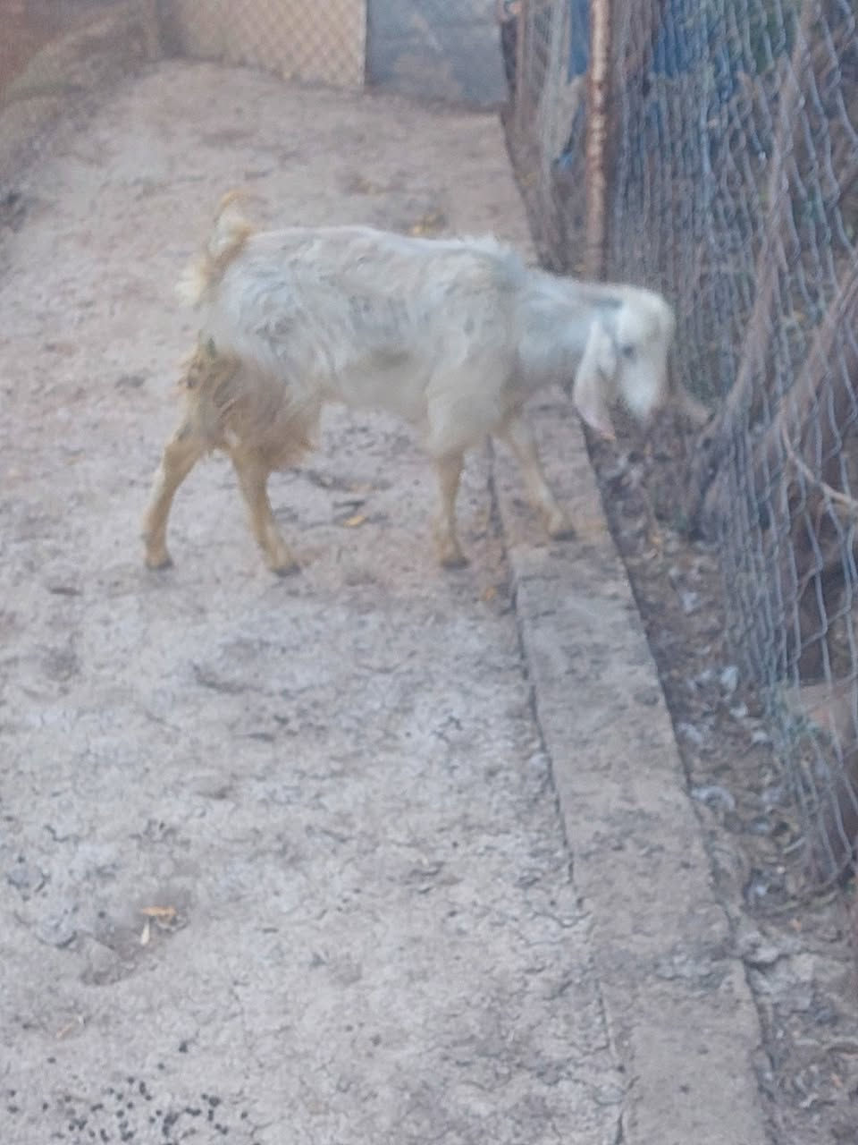 سلام عليكم يوجد صخله للبيع سعر  160وبيه ماجل قليل للستفسار اتصل عل رقم الهاتف *********** العنوان تكريت قرب مجلس المحافضه القديم
