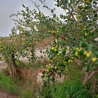 تطعيم سدر • غصن • قضاء النصر