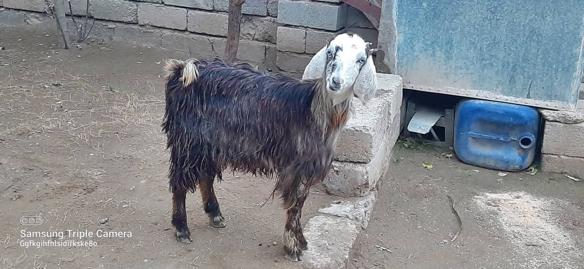 يوجد صخلة شرط نصاحه سعر 150 مكان بيجي حي العصري رقم الهاتف ***********,***********
