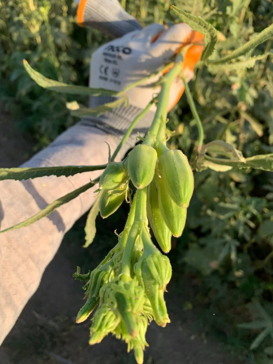 توجد لدينا بذور باميه فرنسيه الاربعينيه الاصليه بنت القوطيه جيل اول لون فاتح للثمر تتحمل درجات الحراره الكافيه للإستفسار ***********
