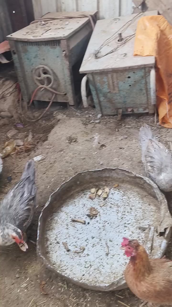 السلام عليكم نتاح 3 نثاية وفحل بش مصري رصاصي طلك  خشنلت وصاحيات مكاني الهوير


**إذا كنت صاحب هذا الإعلان وتريد حذفه لأي سبب، رجاءا أرسل رسالة إلى الدعم الفني**