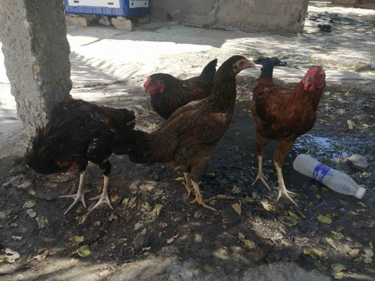 دجاج عرب التك ب10 ديوجه 3 ودجاجات 3 العدد 6


**إذا كنت صاحب هذا الإعلان وتريد حذفه لأي سبب، رجاءا أرسل رسالة إلى الدعم الفني**
