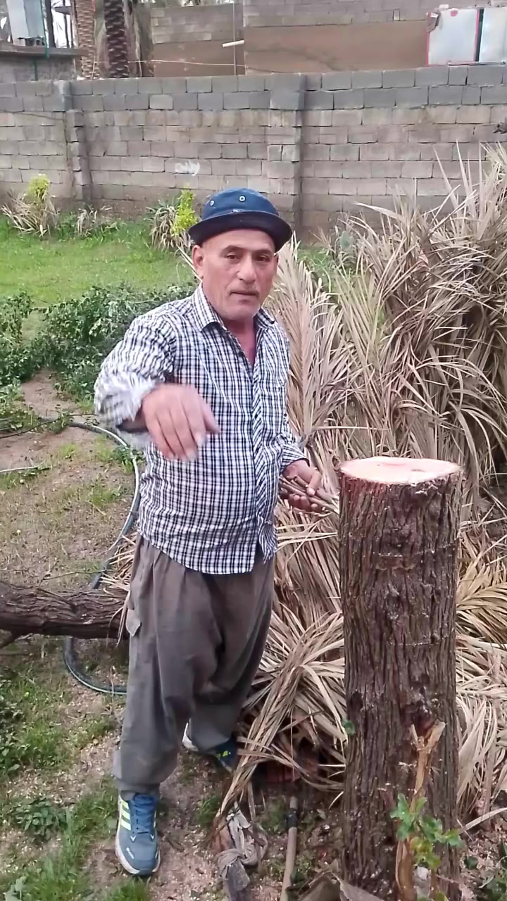 من محافظة ديالى قرية الأسود اخوكم حاتم العبيدي لتطعيم نبك و كافة الحمظيات وبيع شتلات نبك مطعمه نوعيات ممتازة تواصل ***********
