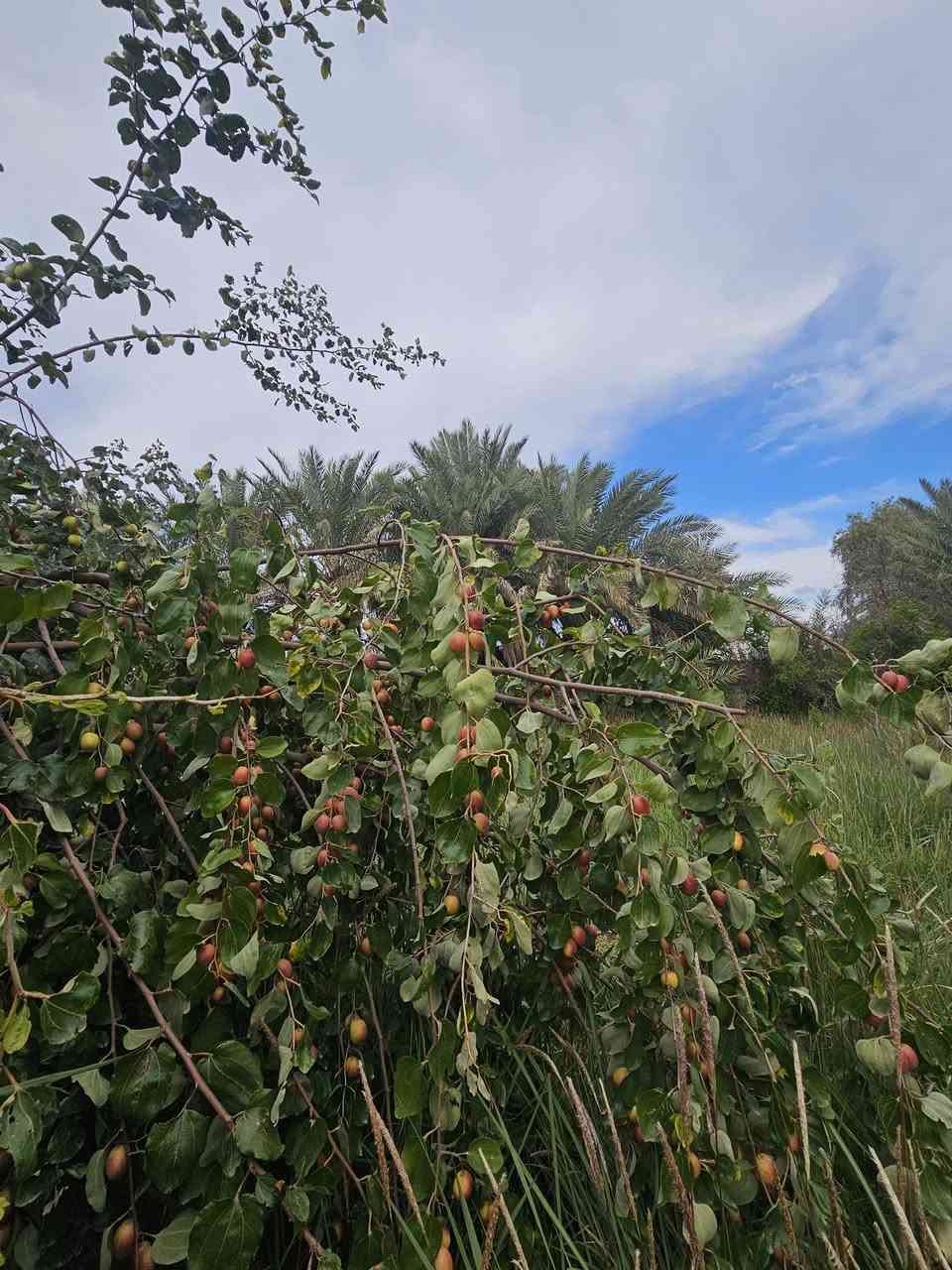 السلام عليكم
اي شخص يريد تطعيم يتواصل وياي 

وبسعر مناسب 

والي يريد فقط أقلام 

يجي ياخذ بلاش

وانه خادم 

مكاني بالناصريه الغراف 

***********
