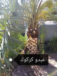 تكريب نخيل • كركوك • حدائق
