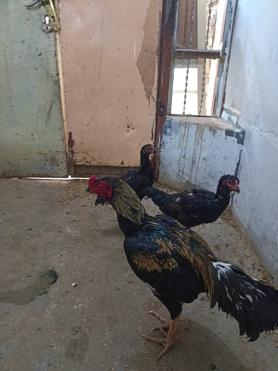 دجاج 2 وديك هندي للبيع ***********

