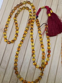 كهرمان بولندي • حر قديم • أبو الحشرة