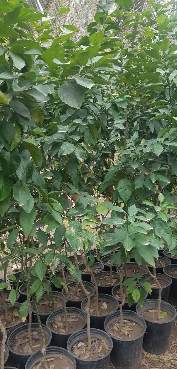 السلام عليكم
يتوفر البرتقال لاسباني (المناويلا ) ارتفاع مترتين بي قسم حمال ب ٢٠ 
والنارنج الاسباني ارتفاع مترتين ب ١١  بي حمل 
ويتوفر كيس ارتفاع متر وسبعين ب ٦
ويتوفر الكافيار بي حمل ارتفاع متر وسبعين ب٦
وصيني سندان ارتفاع مترتين ب٨
وصيني كيس ارتفاع متر وخمسين ب ٢٥٠٠
ولالنكي دبل سوبر ارتفاع متر وسبعين ب ٢٥٠٠
ولالنكي عراقي ارتفاع متر وسبعين ب٢٥٠٠
الموقع شارع المعارض 
***********
لايوجد توصيل
