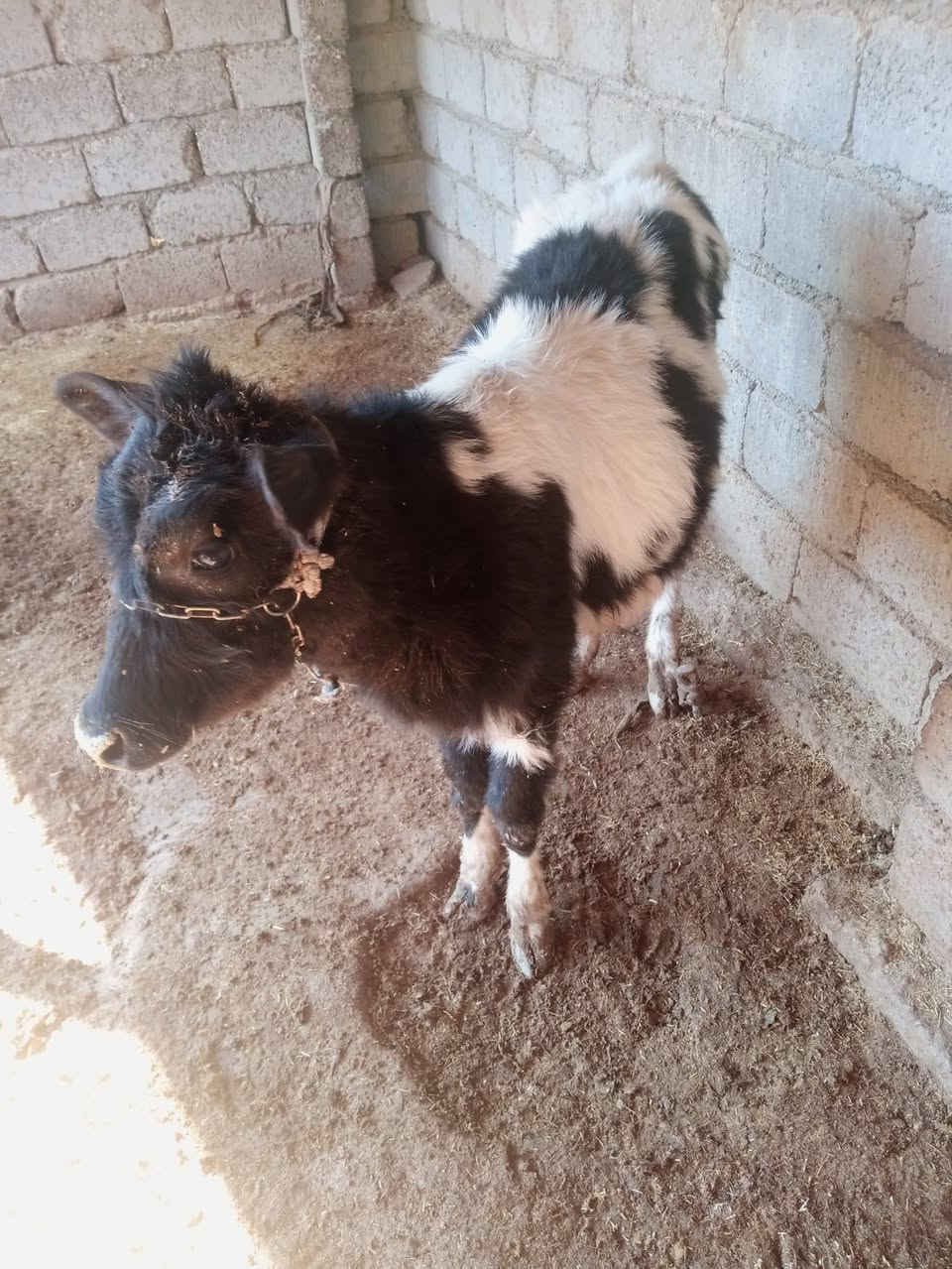 السلام عليكم
مكلف بل نشر تريد خابر راعيها
بقره رغوث وراها حوليه 
حليب خير من الله 
مكفله على كل عيب 
شرط النصائحه 
العنوان قريه شكرا 
رقم الموبايل ***********
