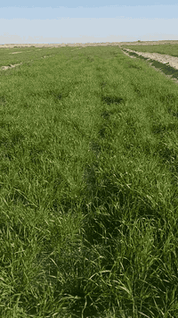 السماوه الرحاب • ٢٢٥دونم • قابل للقسمة