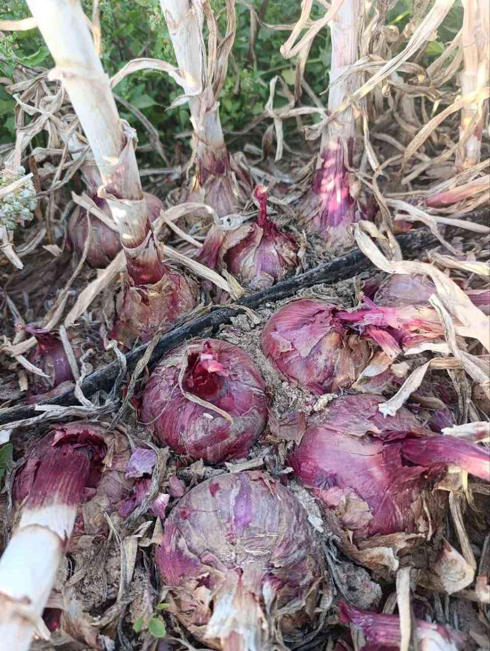 بذور بصل ( الياقوت)  درجة أولى الموقع مزارع كربلاء& نجف
السعر بالخاص كربلاء, العراق


**إذا كنت صاحب هذا الإعلان وتريد حذفه لأي سبب، رجاءا أرسل رسالة إلى الدعم الفني**
