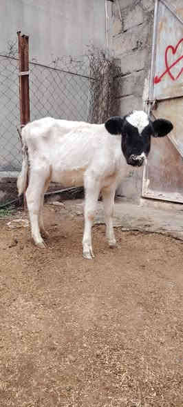 السلام عليكم
اخوان يوجد جوز حوليات
وحده فرنسيه وحده فريزيه جنس نضاف وين جنايه
سعرهن بلاش بلاش مليون 75 فقط قفل قفل
شراي يتصل او واتساب فقط
***********
شرقاط قريه شكرا
م/ حوليات جنس بس زقار مو كبار يجيني لايكلي زقار
