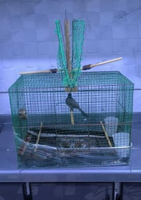 قفص مصيده • حي التحرير • توصيل