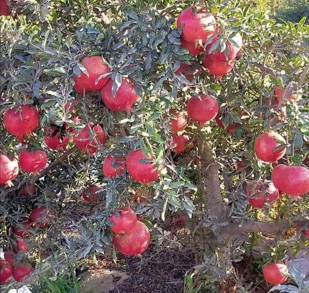 متوفر اشجار رمان صنف سليمي
سعر 3.000 كل 2 ب 5.000 الاف فقط 

عنوان الفرع الاول القائم حصيبة شارع الحشاشات 

عنوان الفرع الثاني شارع البالات قرب مجمع روز الطبي شارع ابو رندة القديم

الاتصال على الرقم ***********
