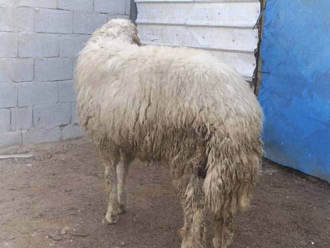 كل التفاصيل بالفيديو اسمع للأخير
فحل ورجين ثاني كصه شرط الكراع مكفول
سعره 700 و بيه مجال بصيط الشراي يتصل
بصره زبير *********** واتساب
توصيل موجود داخل البصره حسب الاتفاق
