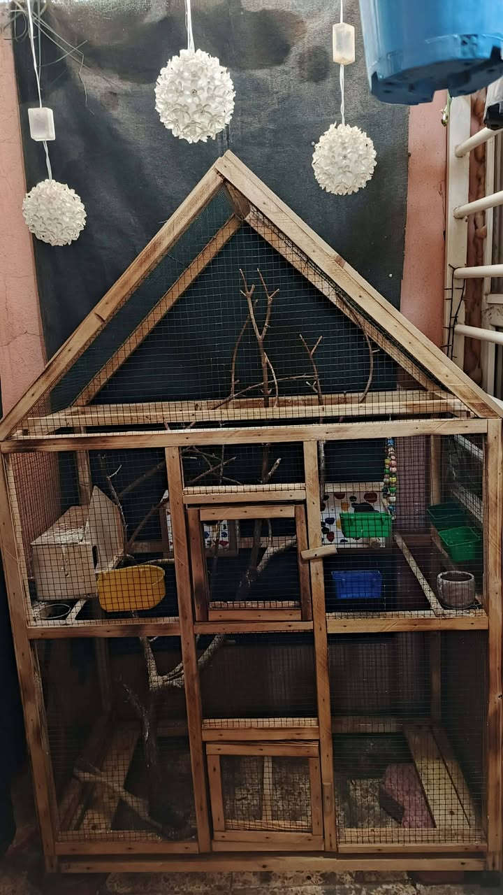 ب ٦٠ الف بلاش
 قفص 
مرتب شغل نجار درجه اولى
جديد حيل جكمجه 
 ***********
