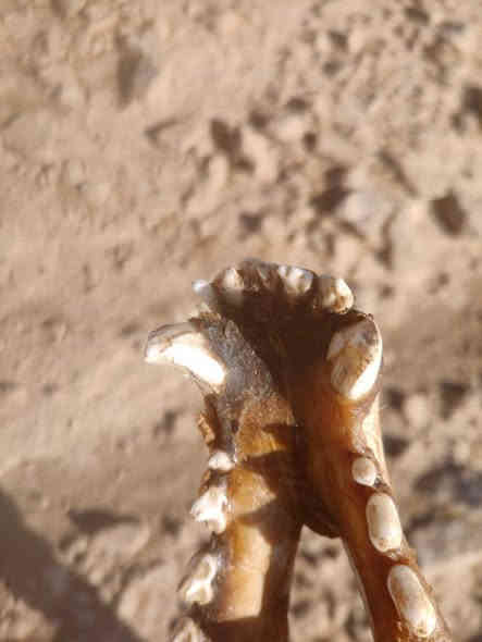 للبيع 450🐺
***********
