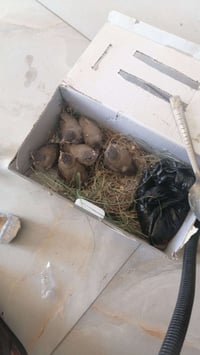 بلابل • زوج • ٣٠