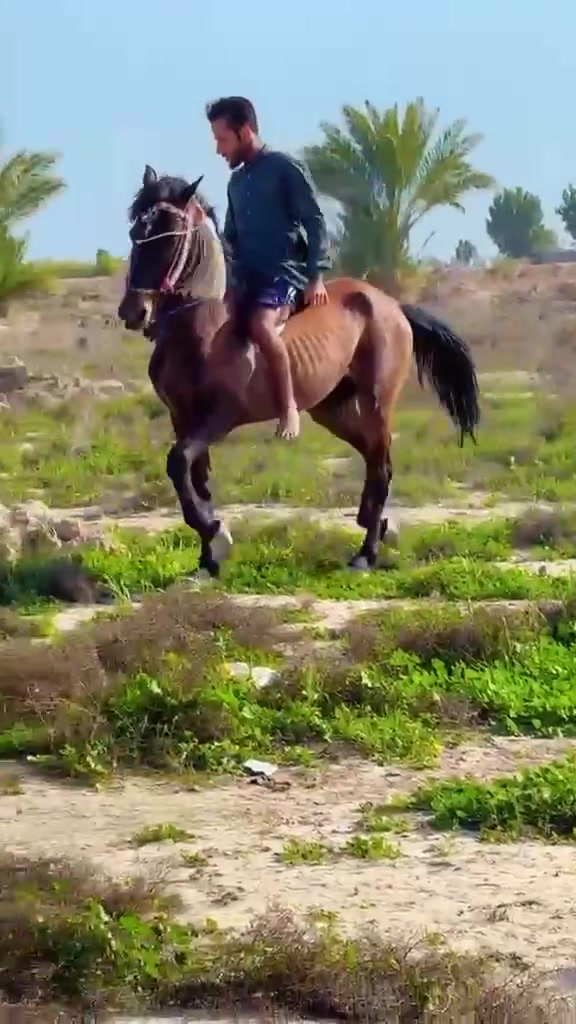 يا الله سلام عليكم خيالتنه العزاز حصان عربي البيع رتفاع 150 عمره 3 سنوات الحصان صاغ سلم المكان الحمزه الغربي سعر600 بي مجال توصيل الجميع المحفضات حسب النتفاق*********** يوجد واتساب
