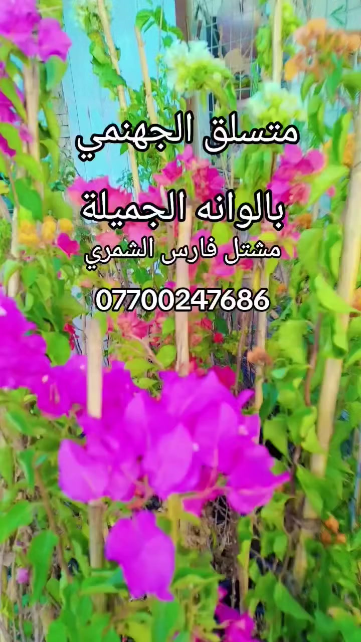 تم وصول وجبة جديدة من المتسلقات 
مشتل فارس الشمري
العنوان بابل الحمزة الغربي شارع البلدية مجاور زراعة المدحتية
للاستفسار
***********
خالد مشتل
