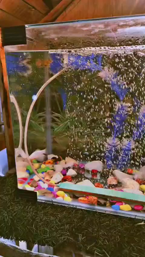 منضر وحوض سمك و شلال للبيع


**إذا كنت صاحب هذا الإعلان وتريد حذفه لأي سبب، رجاءا أرسل رسالة إلى الدعم الفني**