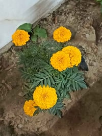 جعفري • ٥ شتلات • توصيل مجاني