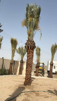 نخل • انواع