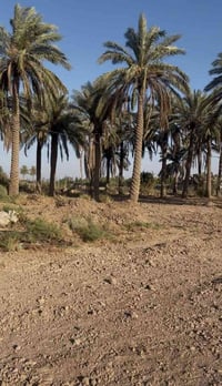 دونمين وربع مع بيت وبستان إذا تريد دونم البستان او تريدها شلع عادي  ال...