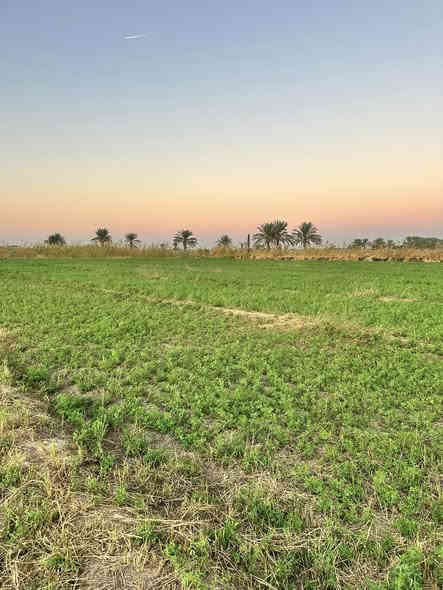 السلام عليكم 
ارض زراعيه مزروعه جت للايجار المساحه 5 دونم 
متوفر ماء 
***********
