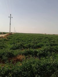 أبي غريب • ١٠ دوانم • واجهة ٥٠م