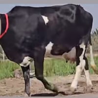 نوع هلشتاين للبيع والدة بطنين  للستفسار اتصل وتدلل 07707905825