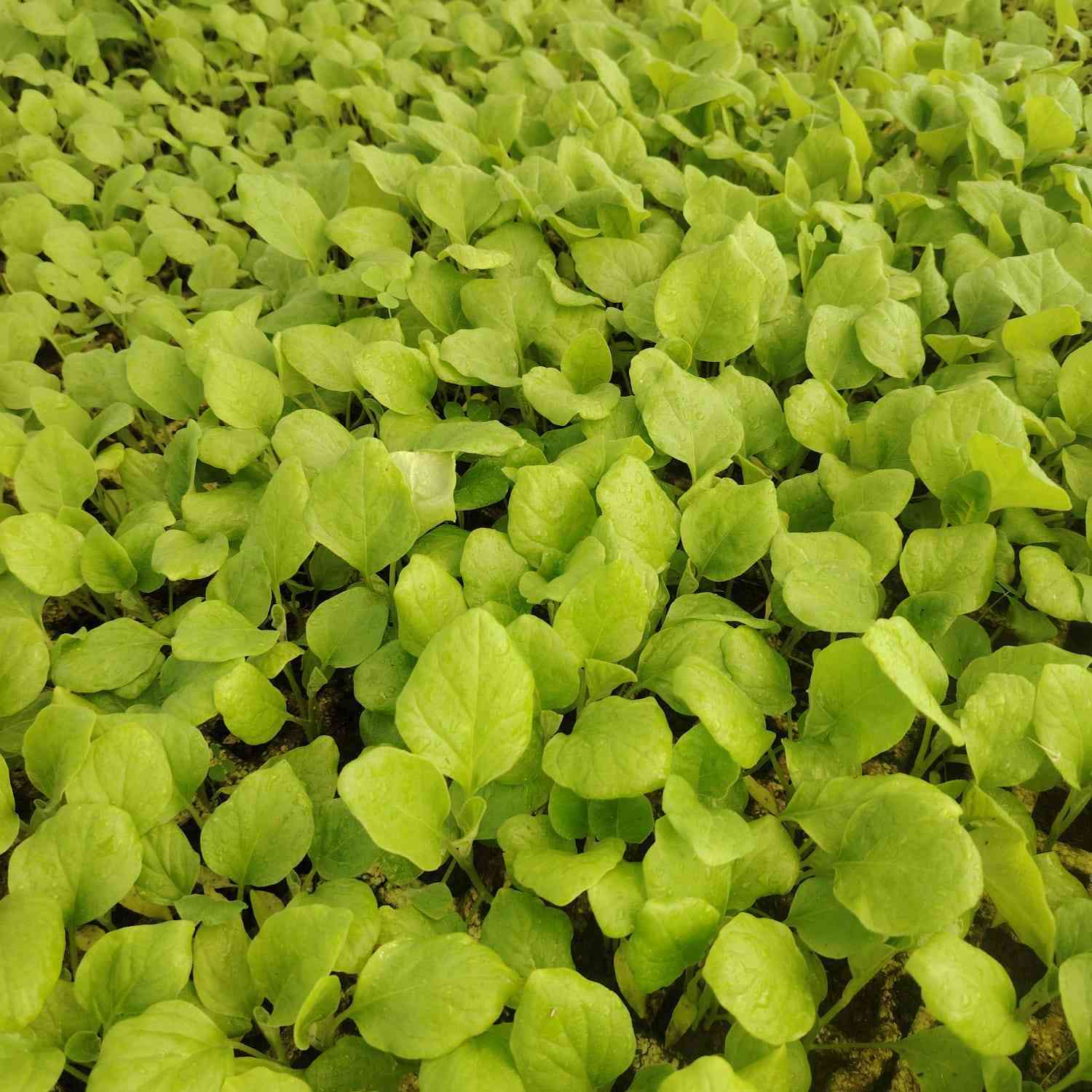 نعلن عن توفر دايات🌱 جميع المحاصيل الموسمية
بيذنجان عراقي سعر الطبقة 7000
بيذنجان سوري سعر الطبقة 7000
فلفل بارد، وحار 6500
طماطة 6500
بانية 10.000
موقع المشتل كربلاء طويريج ناحية الخيرات منطقة شط مله
***********
***********
#كربلاء_بابل #اشجار_فاكهة #حرب
